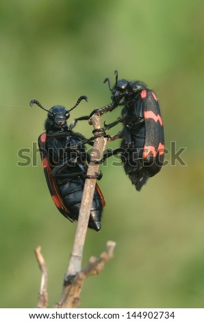 blister beetles from the Meloidae family on a stick in Tamil Nadu, South India. The beetles may cause dermatitis if handled.