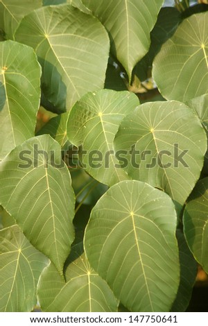 background of large tropical leaves, Tamil Nadu, South India