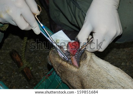 A vet sews up the torn bottom lip of a red deer hind in New Zealand