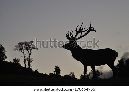 Silhouette of red deer stag, West Coast, South Island, New Zealand