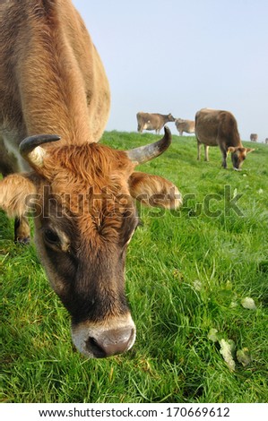 Jersey cows on pasture, West Coast, New Zealand