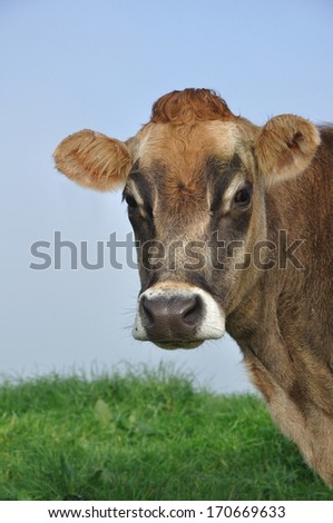 Jersey cow on pasture in morning mist, West Coast, New Zealand