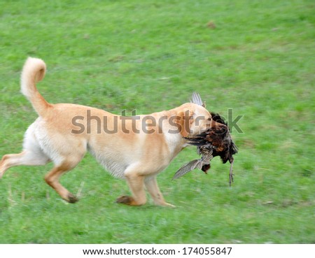 Golden labrador gamedog retrieving female pheasant, West Coast, South Island, New Zealand