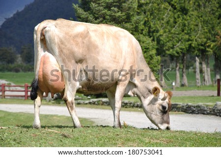 High production pedigree Jersey cow showing off udder attachment, West Coast, New Zealand