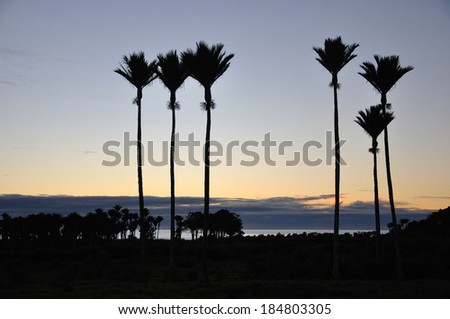 Nikau Palms, Rhopalostylis sapida, in silhouette, West Coast, South Island, New Zealand