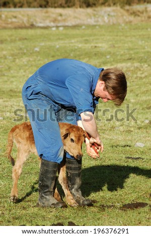 Farmer ear tagging newborn calf, West Coast, New Zealand
