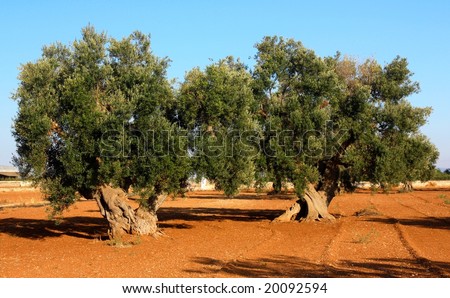 Two ancient olive trees in Apulia, Italy
