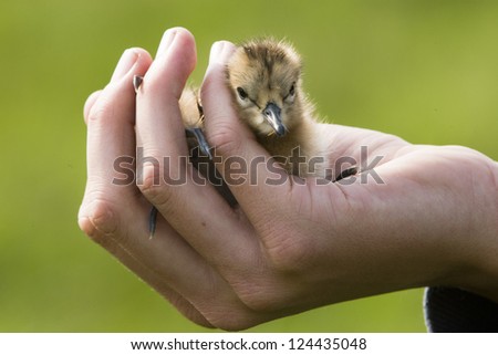young bird in hand
