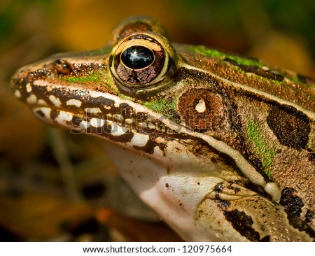 Leopard Frog Profile A detailed macro image of a leopard frog with colorful skin patterns, shown in its natural environment with softly focused background.