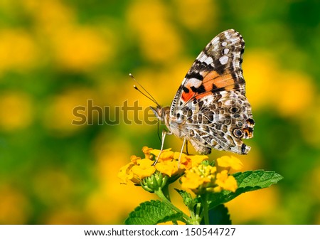 Buckeye butterfly (Junonia coenia) in a field of golden flowers