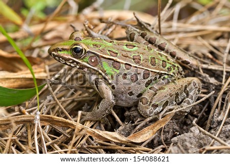 Southern Leopard Frog in pine needles