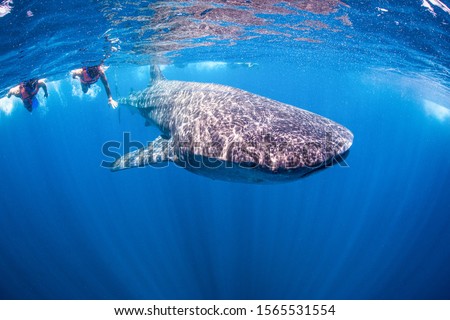 Swimming with Whale Shark in Mexiko Stock fotó © 