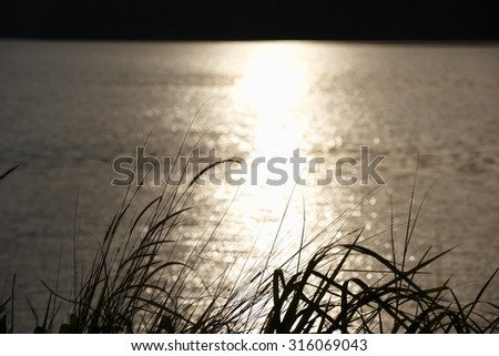 silhouette view of cat tail with background of lake