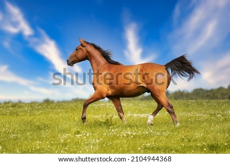 Brown horse trots freely across a meadow in summer against a blue sky in the sunshine. Photo stock © 