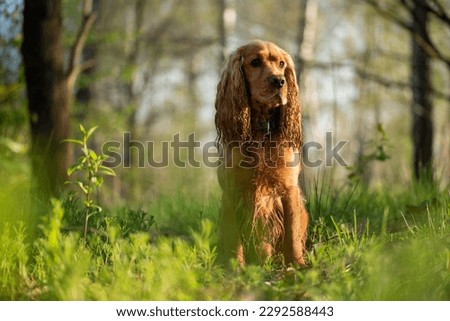 Similar – Image, Stock Photo Adorable Cocker Spaniel outside