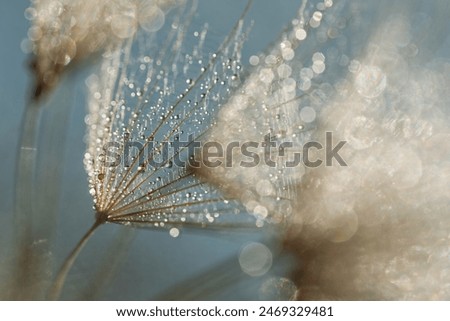 Similar – Image, Stock Photo raindrops on the dandelion seed, rainy days in autumn season