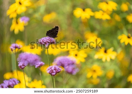 Similar – Image, Stock Photo Flowering verbena, Patagonian verbena (Verbena bonariensis)