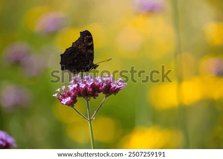 Similar – Image, Stock Photo Flowering verbena, Patagonian verbena (Verbena bonariensis)