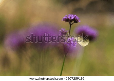 Similar – Image, Stock Photo Flowering verbena, Patagonian verbena (Verbena bonariensis)