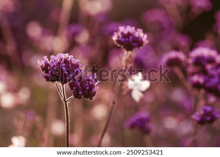 Similar – Image, Stock Photo Flowering verbena, Patagonian verbena (Verbena bonariensis)