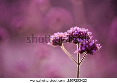 Similar – Image, Stock Photo Flowering verbena, Patagonian verbena (Verbena bonariensis)