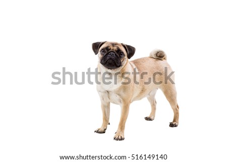 Pug dog isolated on white background Photo stock © 