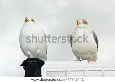 A colour landscape photo of two fat seagulls sitting on a window frame