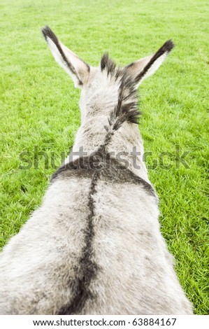 A rear view of a donkey against a green grass backround.