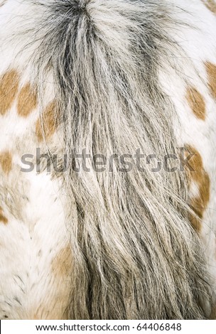 Rear end and tail of appaloosa horse