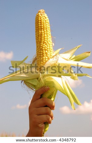 Fuel of the Future, Corn