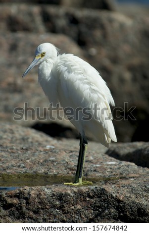 Snowy Egret stands on a rock at a beach on the Texas Gulf Coast.