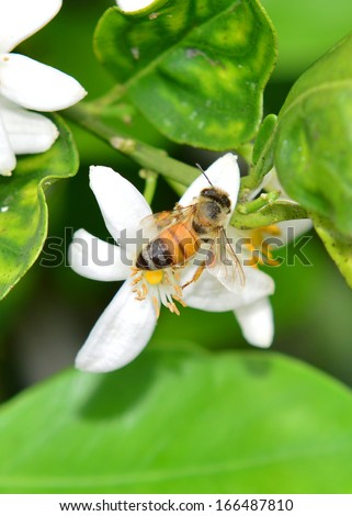 Honeybee visits an orange blossom on an orange tree in early spring in Florida.