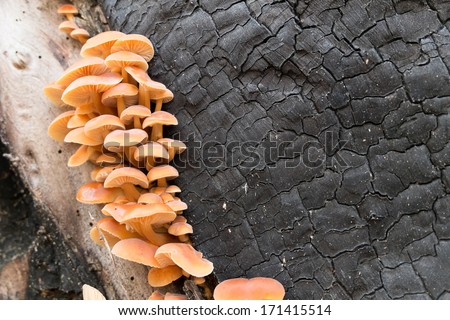Edible mushrooms Flammulina velutipes growing family on a burned tree