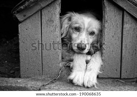 Monochrome portrait of a very sad and lonely dog