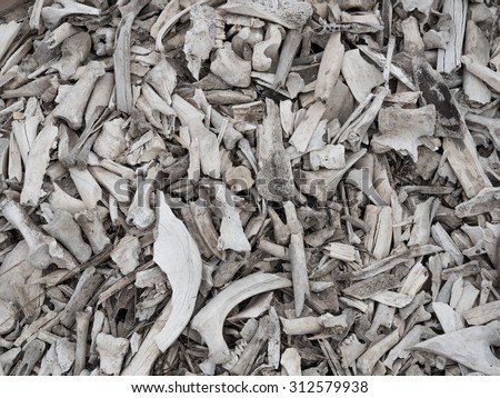 Background of a pile of animal bones closeup
