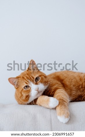 Similar – Image, Stock Photo Ginger cat is laying on sofa