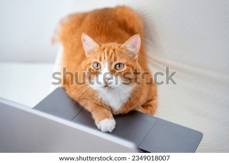 Similar – Image, Stock Photo Ginger cat is laying on sofa