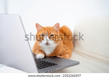 Similar – Image, Stock Photo Ginger cat is laying on sofa