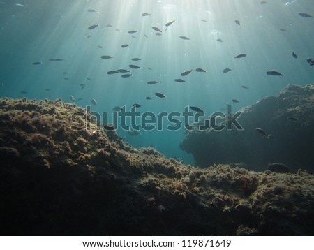 flock of fish swiming under the sun rays