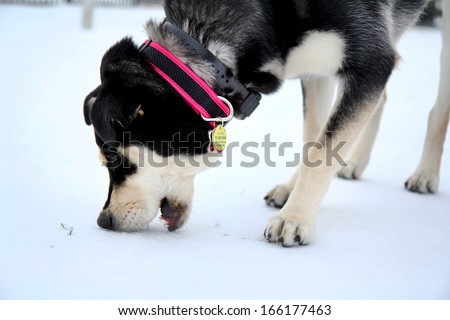 Carrollton, Texas - December 6, 2013:  A dog bites at the snow and ice mixture left by a major winter storm that collapsed dock roofs and knocked out power in the Dallas-Ft. Worth metroplex.