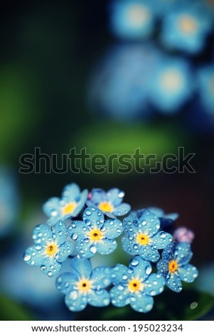 Forget me not flowers made with color filters. Soft spring summer retro flower background