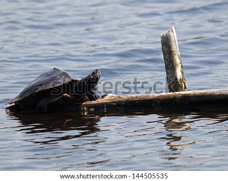 Water turtle enjoying te sun