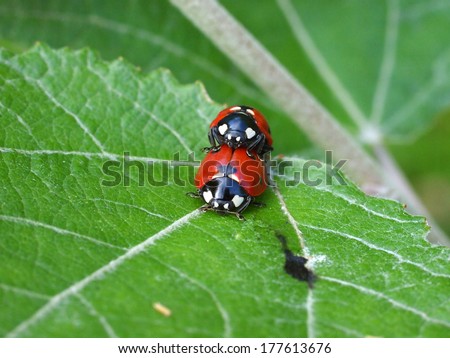 Mating lady bugs