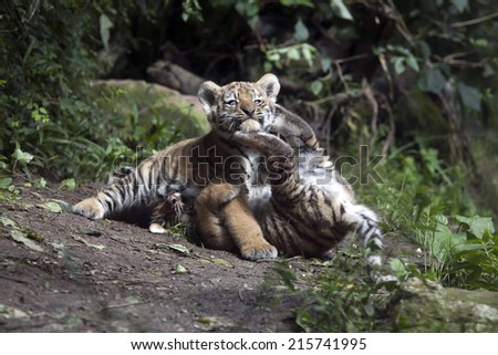 Playing tiger cubs