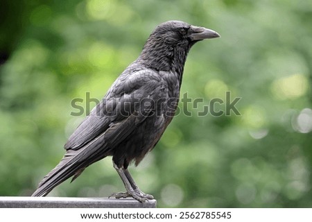 Similar – Image, Stock Photo tree with crows on a foggy day in the forest