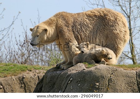 Polar bear mother with her twins