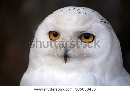 Snow owl portrait