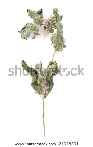 Twig of dry mint over white background