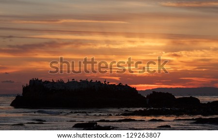 Bird Island. Birds in silhouette on small rock during sunset in Laguna Beach, California.
