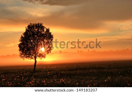 lonely tree on sunset, Russia